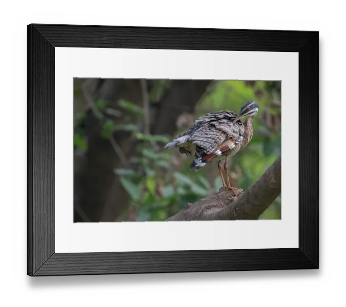 Framed Print : Sunbittern (Eurypyga helias) perched on branch, Pampas del Yacuma, El Beni, Bolivia Framed Print : Sunbittern (Eurypyga helias) perched on branch, Pampas del Yacuma, El Beni, Bolivia