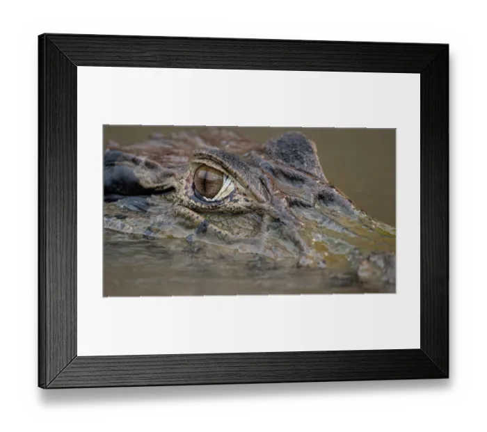 Framed Print : Spectacled caiman (Caiman crocodilus) submerged in river, head portrait, Rio Yacuma, El Beni, Bolivia Framed Print : Spectacled caiman (Caiman crocodilus) submerged in river, head portrait, Rio Yacuma, El Beni, Bolivia