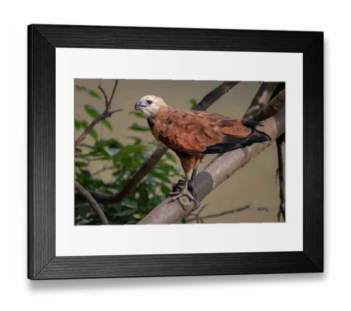 Framed Print : Black-collared hawk (Busarellus nigricollis) perched on branch, Pampas del Yacuma, El Beni, Bolivia Framed Print : Black-collared hawk (Busarellus nigricollis) perched on branch, Pampas del Yacuma, El Beni, Bolivia