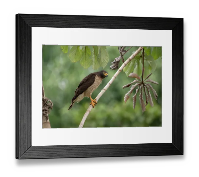 Framed Print : Roadside hawk (Rupornis magnirostris) perched on branch at roadside between Rurrenabaque and St.-Rosa, El Beni, Bolivia Framed Print : Roadside hawk (Rupornis magnirostris) perched on branch at roadside between Rurrenabaque and St.-Rosa, El Beni, Bolivia