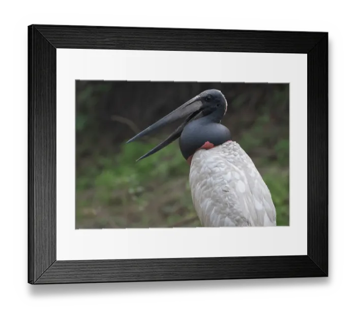 Framed Print : RF - Jabiru (Jabiru mycteria) portrait, Pampas del Yacuma, El Beni, Bolivia. (This image may be licensed either as rights managed or royalty free.)