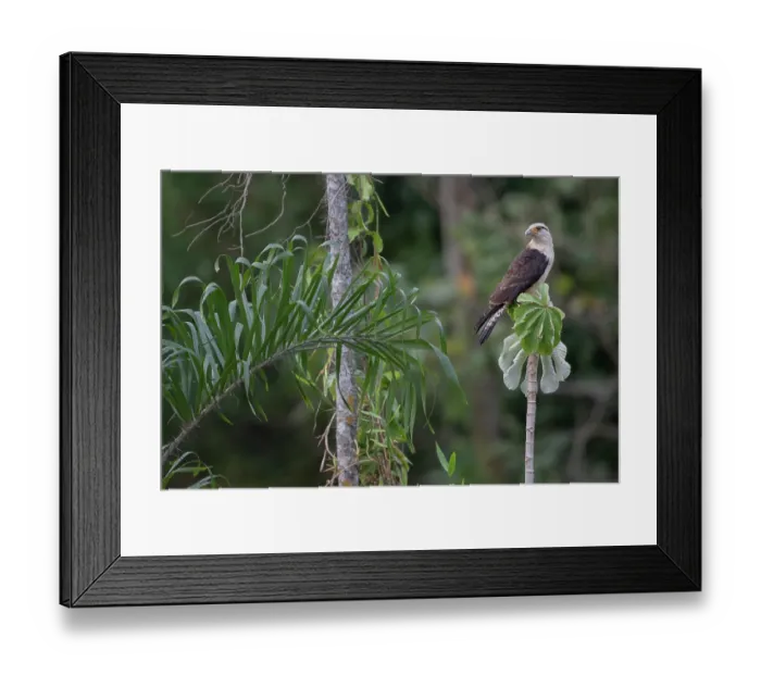 Framed Print : Yellow-headed caracara (Milvago chimachima) perched in tree, Aguaisal, El Beni, Bolivia Framed Print : Yellow-headed caracara (Milvago chimachima) perched in tree, Aguaisal, El Beni, Bolivia