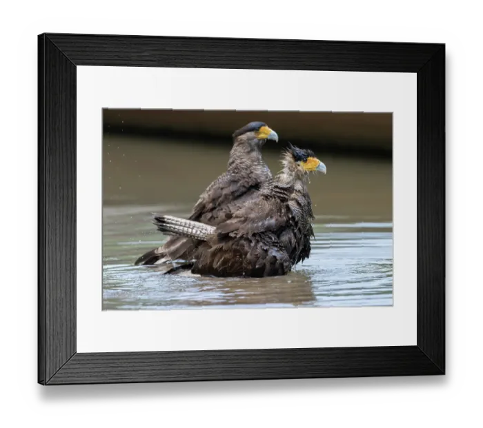 Framed Print : Two Southern cararcaras (Caracara plancus) bathing, Pampas del Yacuma, El Beni, Bolivia Framed Print : Two Southern cararcaras (Caracara plancus) bathing, Pampas del Yacuma, El Beni, Bolivia