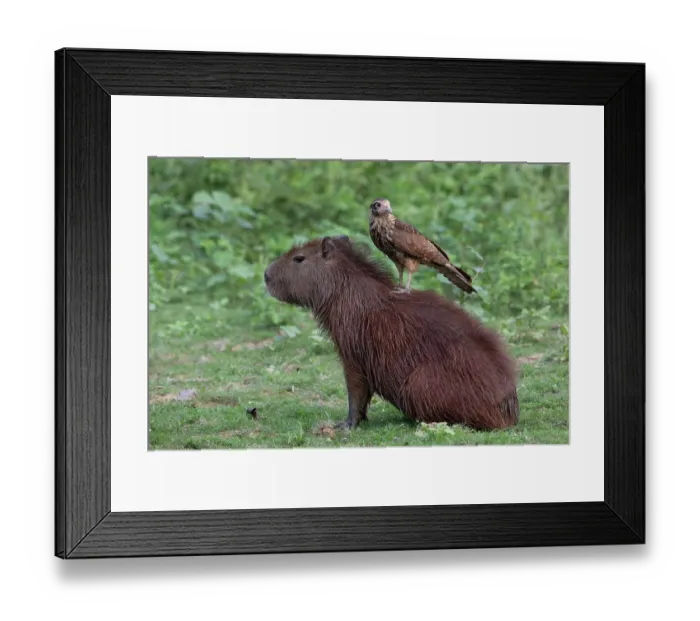 Framed Print : Yellow-headed caracara (Milvago chimachima) juvenile, perched on back of Capybara (Hydrochoerus hydrochaeris), Pampas del Yacuma, El Beni, Bolivia