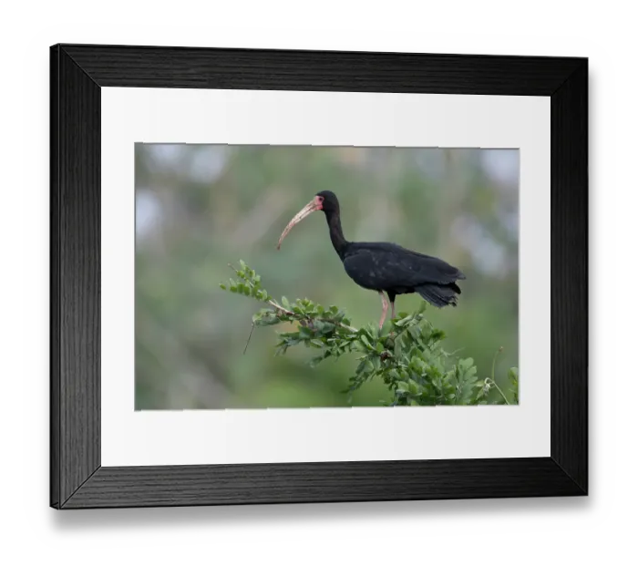 Framed Print : RF - Bare-faced ibis (Phimosus infuscatus) perched in tree, Pampas del Yacuma, El Beni, Bolivia. (This image may be licensed either as rights managed or royalty free.) Framed Print : RF - Bare-faced ibis (Phimosus infuscatus) perched in tree, Pampas del Yacuma, El Beni, Bolivia. (This image may be licensed either as rights managed or royalty free.)
