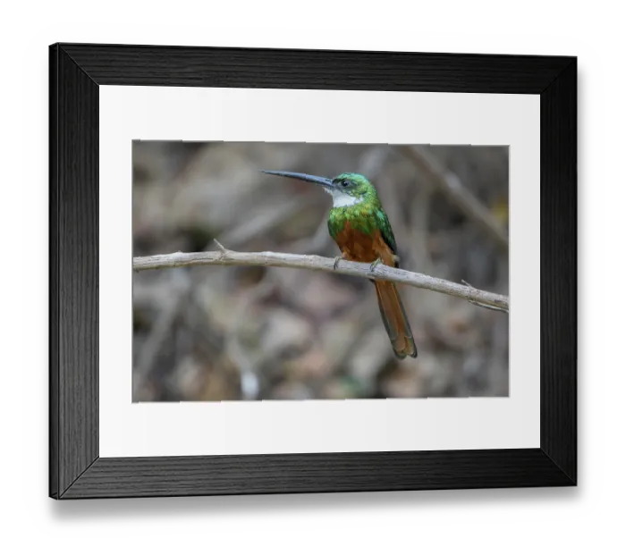 Framed Print : Rufous-tailed jacamar (Galbula ruficauda) perched on branch, Pampas del Yacuma, El Beni, Bolivia Framed Print : Rufous-tailed jacamar (Galbula ruficauda) perched on branch, Pampas del Yacuma, El Beni, Bolivia
