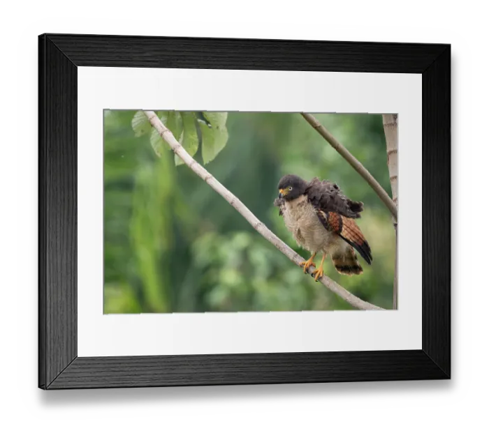 Framed Print : Roadside hawk (Rupornis magnirostris) perched on branch at roadside between Rurrenabaque and St.-Rosa, El Beni, Bolivia Framed Print : Roadside hawk (Rupornis magnirostris) perched on branch at roadside between Rurrenabaque and St.-Rosa, El Beni, Bolivia
