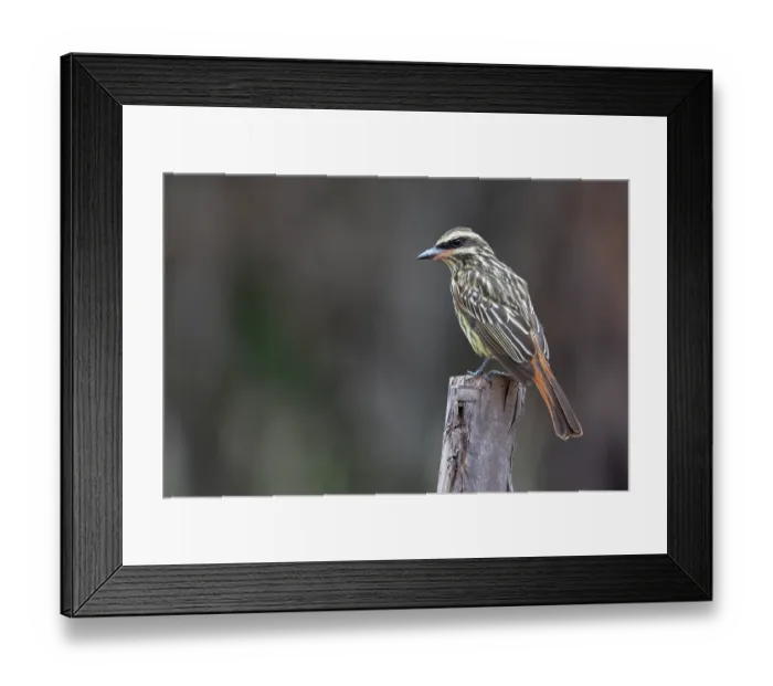 Framed Print : Sulphur-bellied flycatcher (Myiodynastes luteiventris) perched on wooden post, Aguaisal, El Beni, Bolivia Framed Print : Sulphur-bellied flycatcher (Myiodynastes luteiventris) perched on wooden post, Aguaisal, El Beni, Bolivia