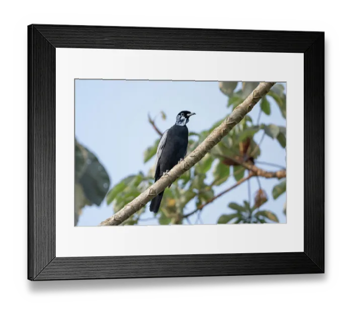Framed Print : Bare-necked fruitcrow (Gymnoderus foetidus) perched in tree, Aguaisal, El Beni, Bolivia Framed Print : Bare-necked fruitcrow (Gymnoderus foetidus) perched in tree, Aguaisal, El Beni, Bolivia