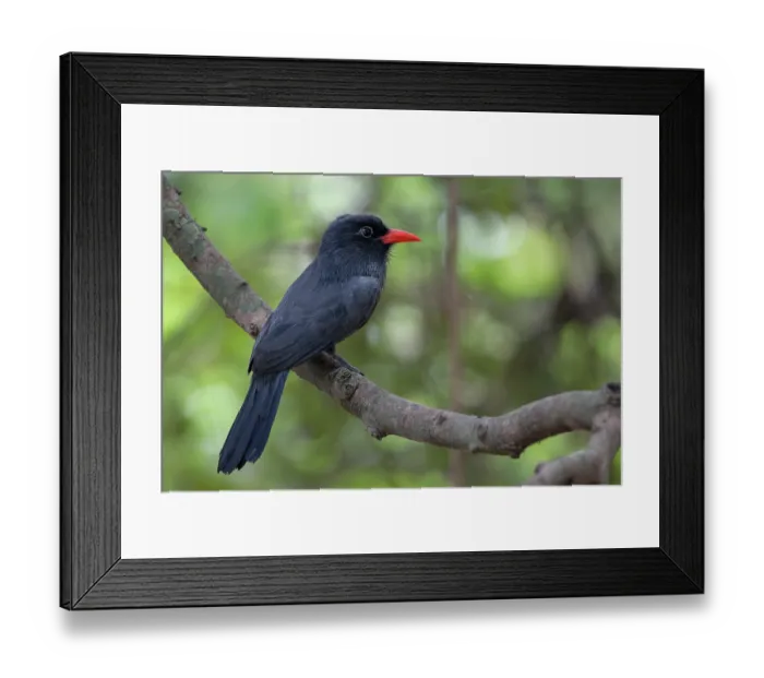 Framed Print : Black-fronted nunbird (Monasa nigrifrons) perched on branch, Pampas del Yacuma, El Beni, Bolivia Framed Print : Black-fronted nunbird (Monasa nigrifrons) perched on branch, Pampas del Yacuma, El Beni, Bolivia