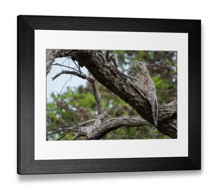 Framed Print : Great potoo (Nyctibius grandis) perched in tree, Aguaisal, El Beni, Bolivia Framed Print : Great potoo (Nyctibius grandis) perched in tree, Aguaisal, El Beni, Bolivia