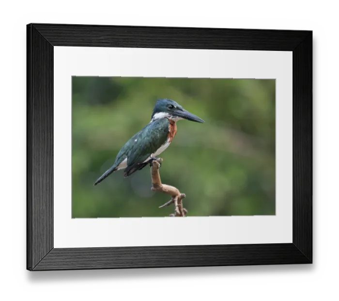 Framed Print : Amazon kingfisher (Chloroceryle amazona) male, perched on branch, Pampas del Yacuma, El Beni, Bolivia Framed Print : Amazon kingfisher (Chloroceryle amazona) male, perched on branch, Pampas del Yacuma, El Beni, Bolivia