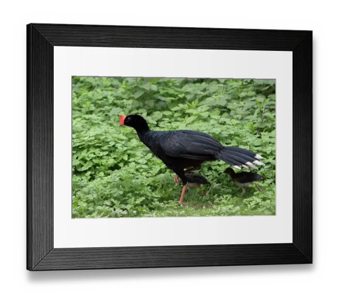 Framed Print : Razor-billed curassow (Mitu tuberosum) with chick, Pampas del Yacuma, El Beni, Bolivia Framed Print : Razor-billed curassow (Mitu tuberosum) with chick, Pampas del Yacuma, El Beni, Bolivia