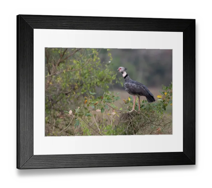 Framed Print : Southern screamer (Chauna torquata) perched in bush, calling, Aguaisal, El Beni, Bolivia Framed Print : Southern screamer (Chauna torquata) perched in bush, calling, Aguaisal, El Beni, Bolivia