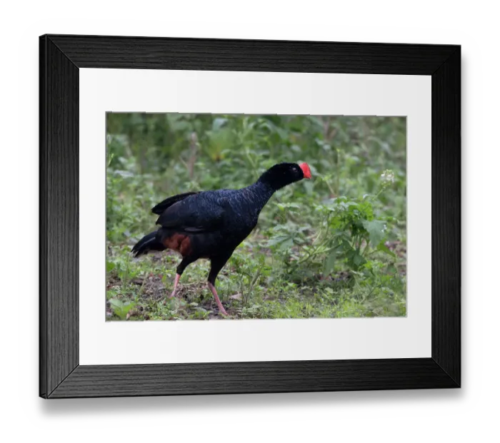 Framed Print : Razor-billed curassow (Mitu tuberosum) portrait, Pampas del Yacuma, El Beni, Bolivia Framed Print : Razor-billed curassow (Mitu tuberosum) portrait, Pampas del Yacuma, El Beni, Bolivia