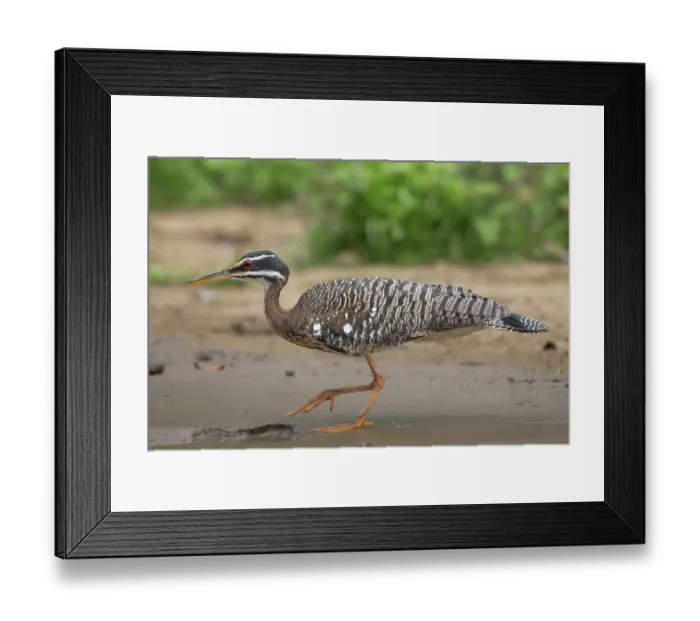 Framed Print : RF - Sunbittern (Eurypyga helias) portrait, Pampas del Yacuma, El Beni, Bolivia. (This image may be licensed either as rights managed or royalty free.) Framed Print : RF - Sunbittern (Eurypyga helias) portrait, Pampas del Yacuma, El Beni, Bolivia. (This image may be licensed either as rights managed or royalty free.)