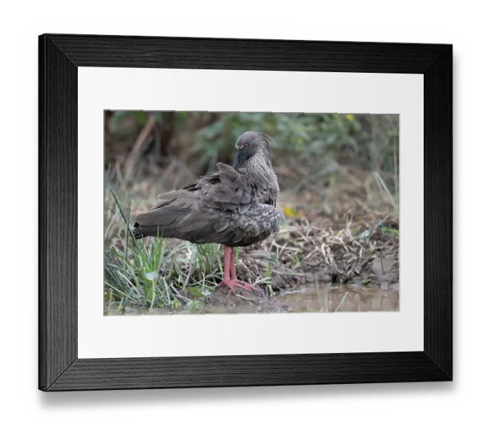Framed Print : RF - Plumbeus ibis (Theristicus caerulescens) standing at water's edge preening, Aguaisal, El Beni, Bolivia. (This image may be licensed either as rights managed or royalty free.)