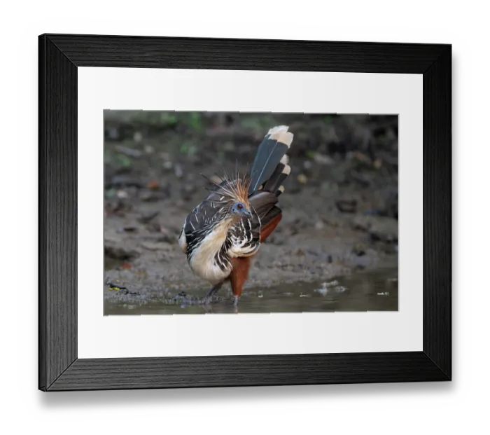 Framed Print : Hoatzin (Opisthocomus hoazin) portrait, Pampas del Yacuma, El Beni, Bolivia Framed Print : Hoatzin (Opisthocomus hoazin) portrait, Pampas del Yacuma, El Beni, Bolivia