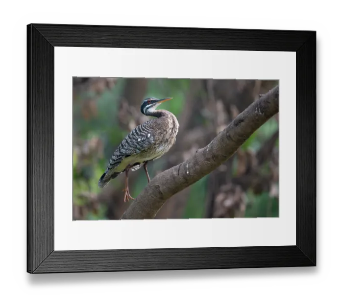 Framed Print : Sunbittern (Eurypyga helias) perched on branch, Pampas del Yacuma, El Beni, Bolivia Framed Print : Sunbittern (Eurypyga helias) perched on branch, Pampas del Yacuma, El Beni, Bolivia