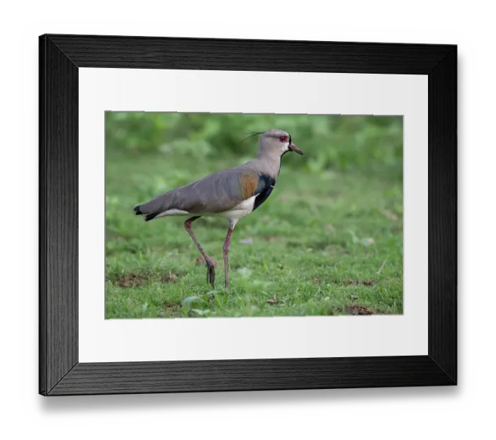 Framed Print : Southern lapwing (Vanellus chilensis) portrait, Pampas del Yacuma, El Beni, Bolivia Framed Print : Southern lapwing (Vanellus chilensis) portrait, Pampas del Yacuma, El Beni, Bolivia
