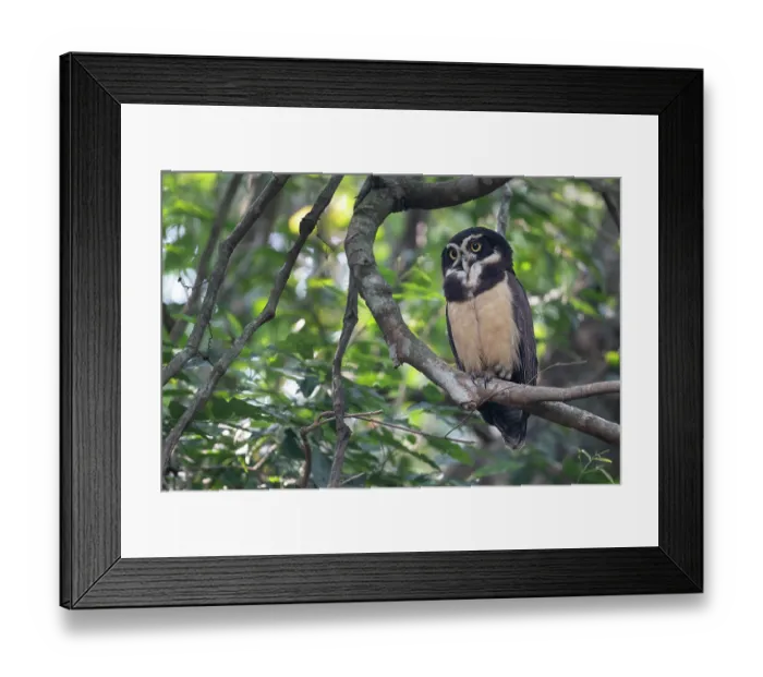 Framed Print : Spectacled owl (Pulsatrix perspicillata) perched in tree, Pampas del Yacuma, El Beni, Bolivia Framed Print : Spectacled owl (Pulsatrix perspicillata) perched in tree, Pampas del Yacuma, El Beni, Bolivia
