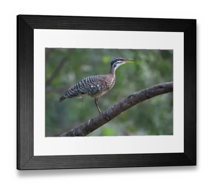Framed Print : Sunbittern (Eurypyga helias) perched on branch, Pampas del Yacuma, El Beni, Bolivia Framed Print : Sunbittern (Eurypyga helias) perched on branch, Pampas del Yacuma, El Beni, Bolivia