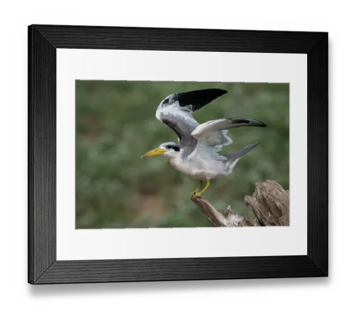 Framed Print : Large-billed tern (Phaetusa simplex) perched on branch, spreading wings, Pampas del Yacuma, El Beni, Bolivia Framed Print : Large-billed tern (Phaetusa simplex) perched on branch, spreading wings, Pampas del Yacuma, El Beni, Bolivia