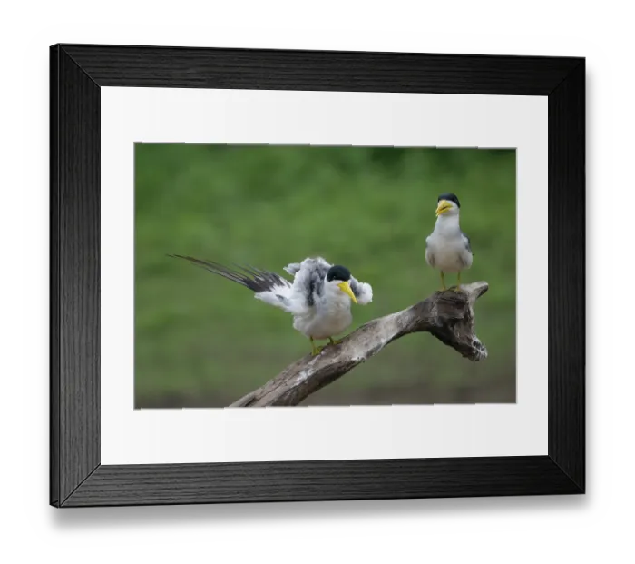 Framed Print : Two Large-billed terns (Phaetusa simplex) perched on branch, Pampas del Yacuma, El Beni, Bolivia Framed Print : Two Large-billed terns (Phaetusa simplex) perched on branch, Pampas del Yacuma, El Beni, Bolivia