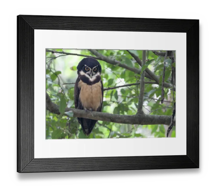 Framed Print : Spectacled owl (Pulsatrix perspicillata) perched in tree, Pampas del Yacuma, El Beni, Bolivia Framed Print : Spectacled owl (Pulsatrix perspicillata) perched in tree, Pampas del Yacuma, El Beni, Bolivia