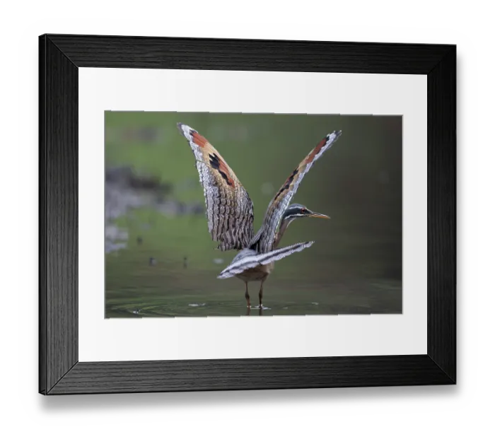 Framed Print : Sunbittern (Eurypyga helias) standing in shallow water spreading its wings, Pampas del Yacuma, El Beni, Bolivia Framed Print : Sunbittern (Eurypyga helias) standing in shallow water spreading its wings, Pampas del Yacuma, El Beni, Bolivia