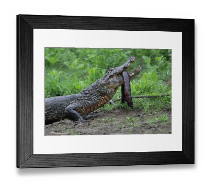 Framed Print : RF - Spectacled caiman (Caiman crocodilus) feeding on prey, Rio Yacuma, El Beni, Bolivia. (This image may be licensed either as rights managed or royalty free.) Framed Print : RF - Spectacled caiman (Caiman crocodilus) feeding on prey, Rio Yacuma, El Beni, Bolivia. (This image may be licensed either as rights managed or royalty free.)