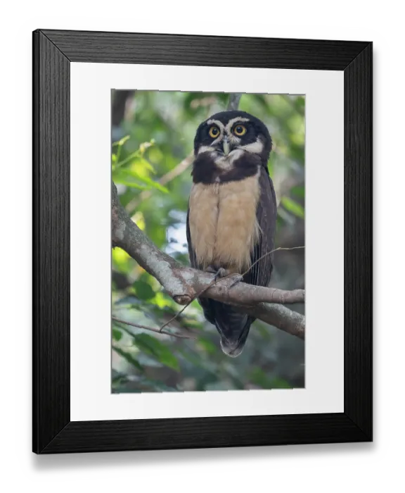 Framed Print : Spectacled owl (Pulsatrix perspicillata) perched in tree, Pampas del Yacuma, El Beni, Bolivia