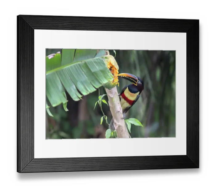 Framed Print : RF - Chestnut-eared aracari (Pteroglossus castanotis) feeding on papaya in a papaya plantation, Aguaisal, El Beni, Bolivia Framed Print : RF - Chestnut-eared aracari (Pteroglossus castanotis) feeding on papaya in a papaya plantation, Aguaisal, El Beni, Bolivia