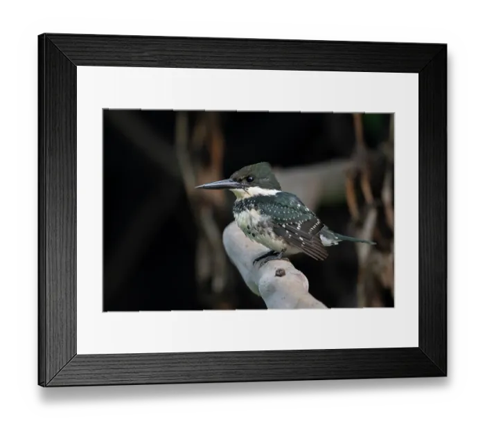 Framed Print : RF - Amazon kingfisher (Chloroceryle amazona) female, perched on branch, Pampas del Yacuma, El Beni, Bolivia Framed Print : RF - Amazon kingfisher (Chloroceryle amazona) female, perched on branch, Pampas del Yacuma, El Beni, Bolivia