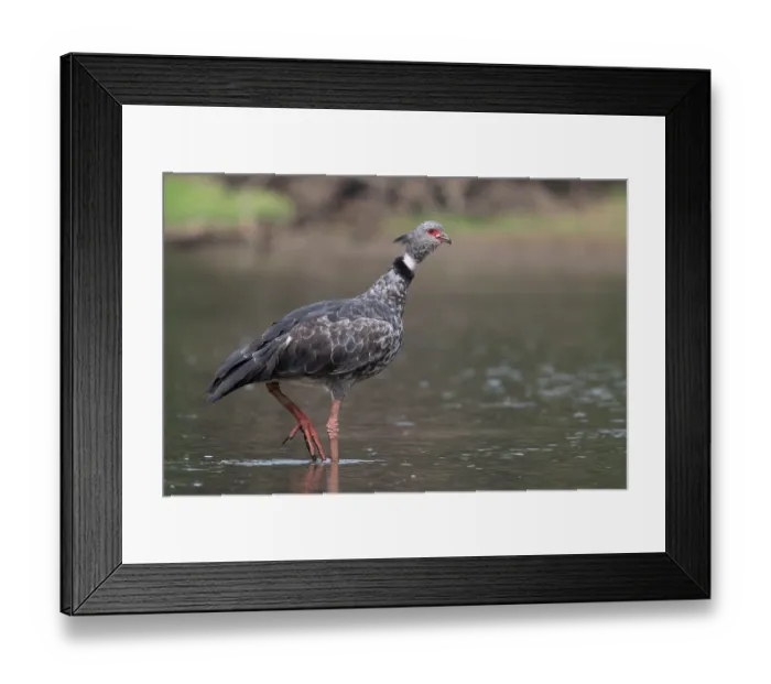 Framed Print : Southern screamer (Chauna torquata) walking through shallow water, Pampas del Yacuma, El Beni, Bolivia