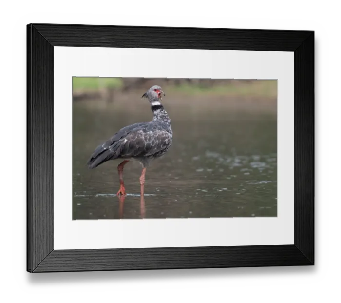 Framed Print : Southern screamer (Chauna torquata) walking through shallow water, Pampas del Yacuma, El Beni, Bolivia Framed Print : Southern screamer (Chauna torquata) walking through shallow water, Pampas del Yacuma, El Beni, Bolivia
