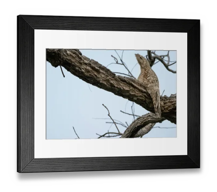 Framed Print : RF - Great potoo (Nyctibius grandis) perched in a tree, Aguaisal, El Beni, Bolivia. (This image may be licensed either as rights managed or royalty free.) Framed Print : RF - Great potoo (Nyctibius grandis) perched in a tree, Aguaisal, El Beni, Bolivia. (This image may be licensed either as rights managed or royalty free.)