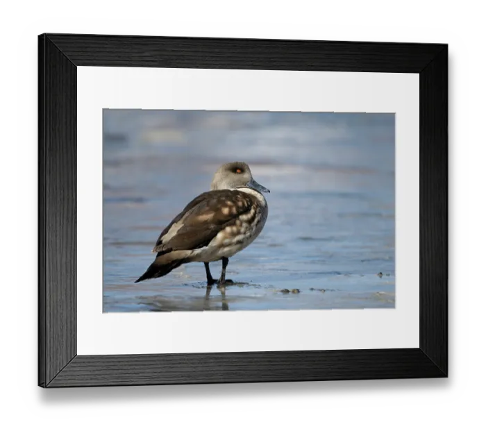 Framed Print : Crested duck (Anas specularioides) portrait, Laguna Hedionda, Altiplano, Bolivia Framed Print : Crested duck (Anas specularioides) portrait, Laguna Hedionda, Altiplano, Bolivia