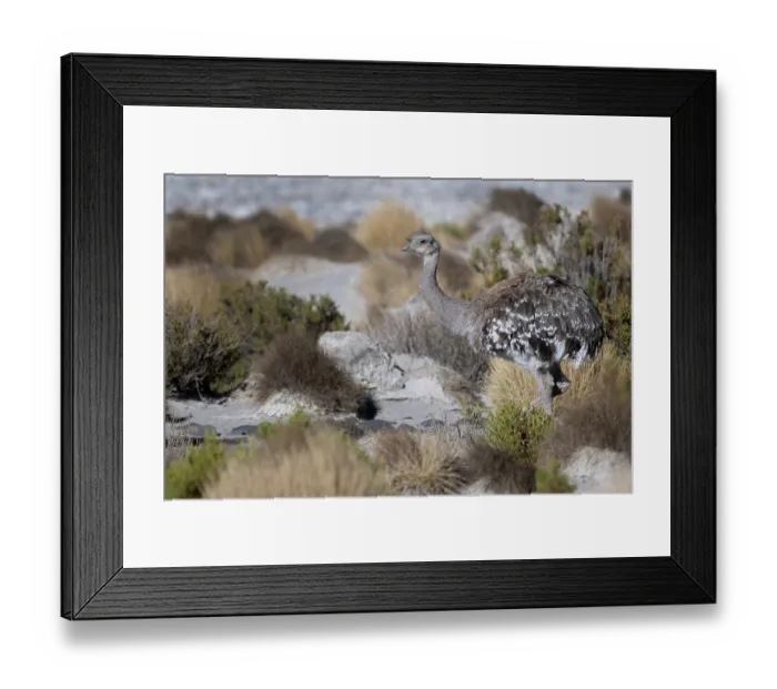 Framed Print : Lesser rhea (Pterocnemia pennata) portrait, Bofedales viscinity of Quetena, Altiplano, Bolivia Framed Print : Lesser rhea (Pterocnemia pennata) portrait, Bofedales viscinity of Quetena, Altiplano, Bolivia