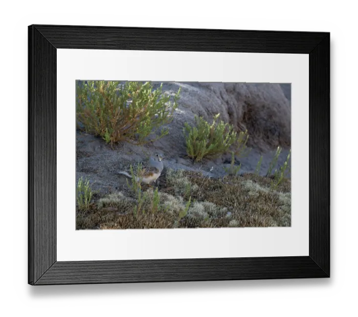 Framed Print : Grey-brested seedsnipe (Thinocorus orbignyianus) camouflaged on rocky ground, Bofedales viscinity of Quetena, Altiplano, Bolivia