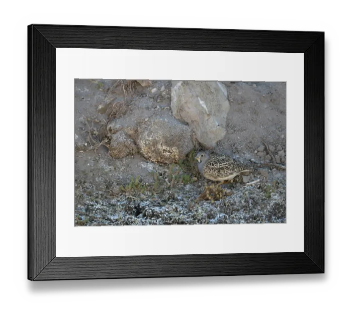 Framed Print : Grey-brested seedsnipe (Thinocorus orbignyianus) camouflaged on rocky ground, Bofedales viscinity of Quetena, Altiplano, Bolivia Framed Print : Grey-brested seedsnipe (Thinocorus orbignyianus) camouflaged on rocky ground, Bofedales viscinity of Quetena, Altiplano, Bolivia