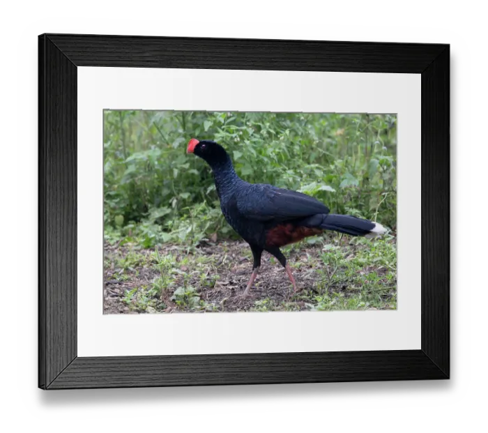Framed Print : RF - Razor-billed curassow (Mitu tuberosum) portrait, Pampas del Yacuma, El Beni, Bolivia. (This image may be licensed either as rights managed or royalty free.) Framed Print : RF - Razor-billed curassow (Mitu tuberosum) portrait, Pampas del Yacuma, El Beni, Bolivia. (This image may be licensed either as rights managed or royalty free.)