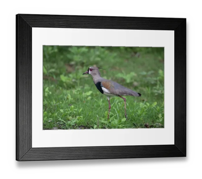 Framed Print : RF - Southern lapwing (Vanellus chilensis) walking in wetland, Pampas del Yacuma, El Beni, Bolivia. (This image may be licensed either as rights managed or royalty free.) Framed Print : RF - Southern lapwing (Vanellus chilensis) walking in wetland, Pampas del Yacuma, El Beni, Bolivia. (This image may be licensed either as rights managed or royalty free.)