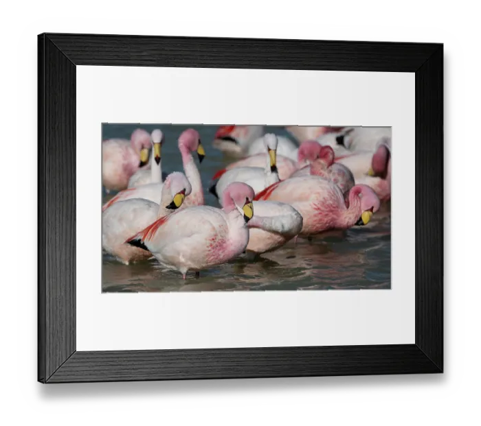 Framed Print : James's flamingos (Phoenicoparrus jamesi) flock drinking and bathing in freshwater inlet near western bank of Laguna Hedionda, Altiplano, Bolivia Framed Print : James's flamingos (Phoenicoparrus jamesi) flock drinking and bathing in freshwater inlet near western bank of Laguna Hedionda, Altiplano, Bolivia