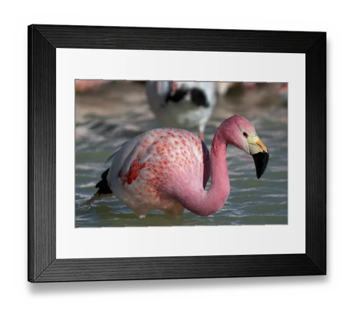 Framed Print : Andean flamingo (Phoenicoparrus andinus) standing in water, Laguna Hedionda, Altiplano, Bolivia Framed Print : Andean flamingo (Phoenicoparrus andinus) standing in water, Laguna Hedionda, Altiplano, Bolivia
