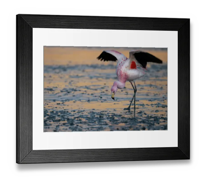 Framed Print : James's flamingo (Phoenicoparrus jamesi) walking carefully over half frozen lake surface in early morning, Laguna Hedionda, Altiplano, Bolivia Framed Print : James's flamingo (Phoenicoparrus jamesi) walking carefully over half frozen lake surface in early morning, Laguna Hedionda, Altiplano, Bolivia