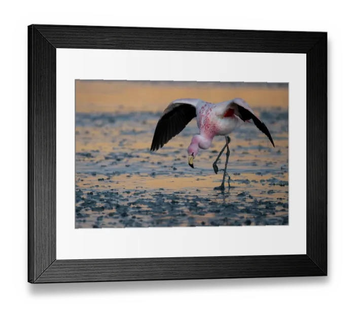 Framed Print : James's flamingo (Phoenicoparrus jamesi) walking carefully over half frozen lake surface in early morning, Laguna Hedionda, Altiplano, Bolivia Framed Print : James's flamingo (Phoenicoparrus jamesi) walking carefully over half frozen lake surface in early morning, Laguna Hedionda, Altiplano, Bolivia