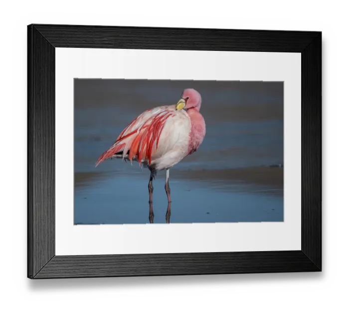 Framed Print : James's flamingo (Phoenicoparrus jamesi) preening after bathing, Laguna Hedionda, Altiplano, Bolivia Framed Print : James's flamingo (Phoenicoparrus jamesi) preening after bathing, Laguna Hedionda, Altiplano, Bolivia