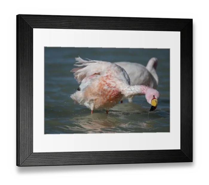 Framed Print : James's flamingo (Phoenicoparrus jamesi) bathing in lake, Laguna Hedionda, Altiplano, Bolivia Framed Print : James's flamingo (Phoenicoparrus jamesi) bathing in lake, Laguna Hedionda, Altiplano, Bolivia