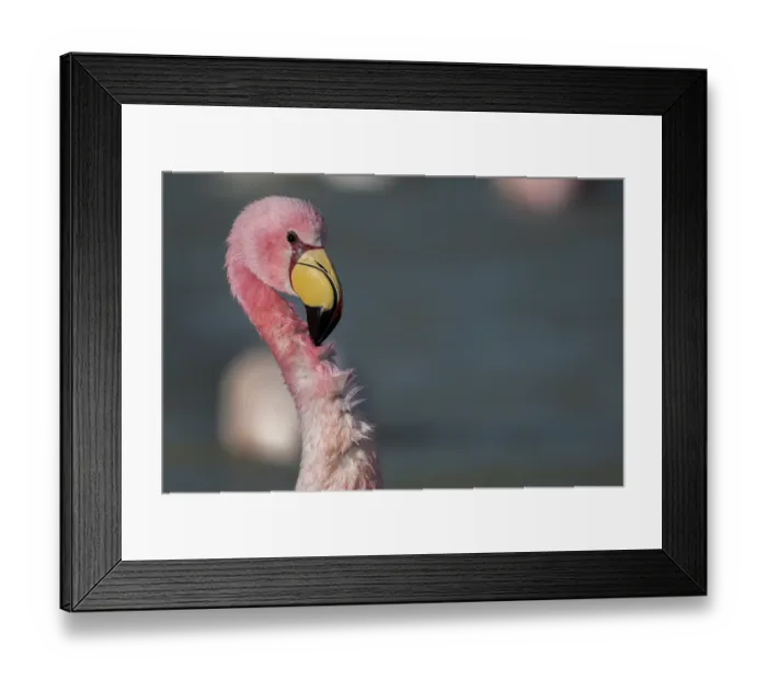 Framed Print : RF - James's flamingo (Phoenicoparrus jamesi) cleaning neck feathers after bathing, Laguna Hedionda, Altiplano, Bolivia